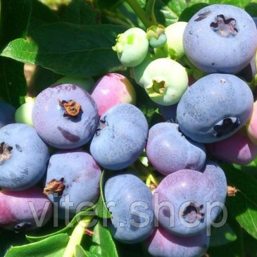 Саджанці лохини Патріот (1 рік, контейнер 0.5л), фото 1