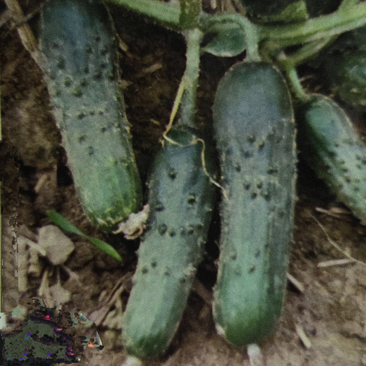 Насіння огірок Пучіні ф1 20шт