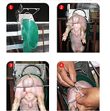 Верстат для кастрації поросят від 2 до 10 днів.Верстат для кастрації поросят від 2 до 10 днів.Верстат для, фото 5