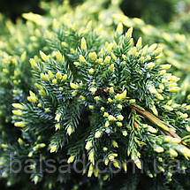 Ялівець Дрім Джой / d 50-60 / Juniperus Dream Joy, фото 5