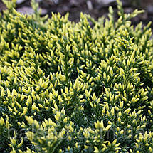 Ялівець Дрім Джой / d 50-60 / Juniperus Dream Joy, фото 4