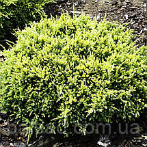 Ялівець Дрім Джой / d 50-60 / Juniperus Dream Joy, фото 6