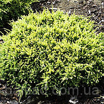 Ялівець Дрім Джой / d 50-60 / Juniperus Dream Joy, фото 3