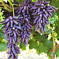 Саджанці винограду