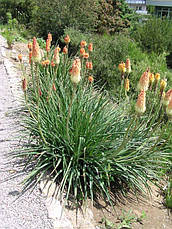 Кніфофія, багаторічник, 0,2 г, насіння Яскрава, фото 4