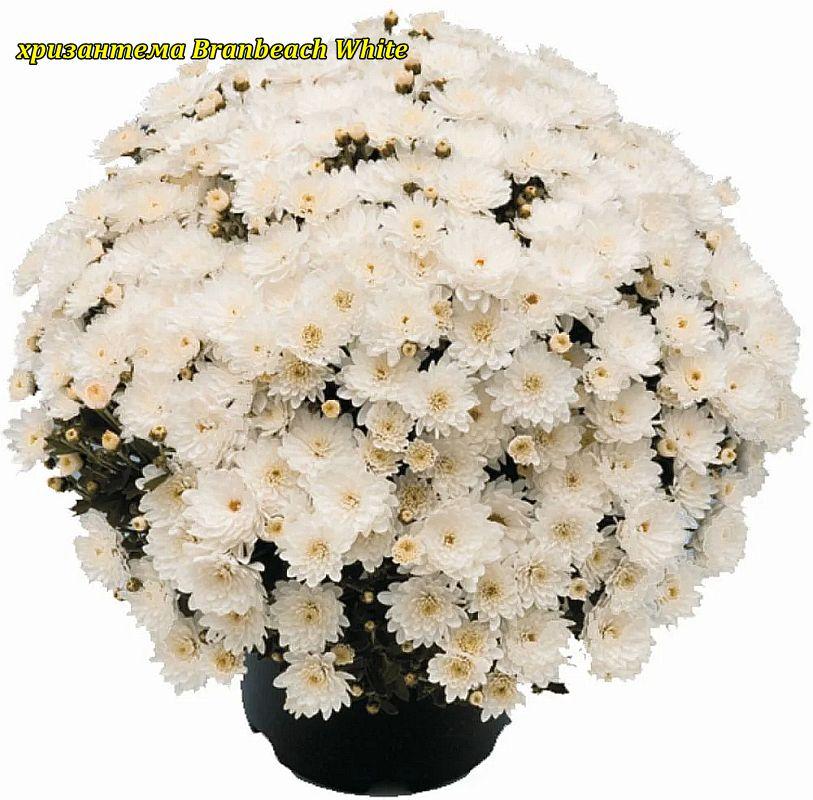 Хризантема Branbeach White (Бранбіч Уайт). Мультифлора, фото 1