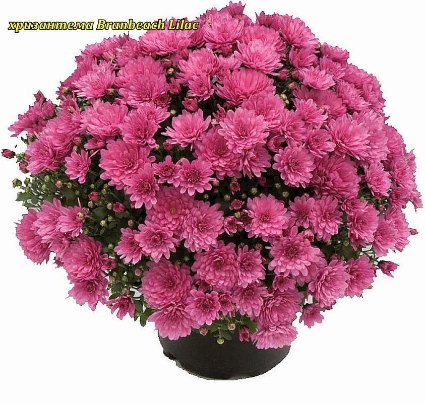 Хризантема Branbeach Pink (Рожевий Бранбіч). Мультифлора розсада