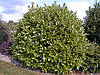 Лавровишня Rotundifolia 3річна, Лавровишня лекарственная Ротундифолия, Prunus laurocerasus Rotundifolia, фото 8