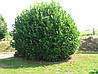 Лавровишня Rotundifolia 3річна, Лавровишня лекарственная Ротундифолия, Prunus laurocerasus Rotundifolia, фото 7