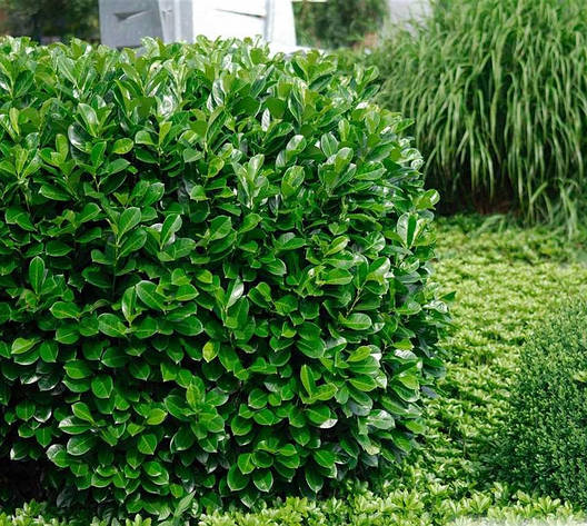 Лавровишня Rotundifolia 3річна, Лавровишня лекарственная Ротундифолия, Prunus laurocerasus Rotundifolia, фото 1