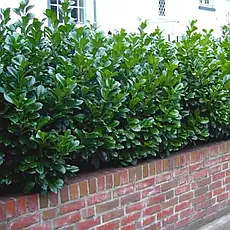 Лавровишня лікарська Novita 3 річна, Лавровишня лекарственная Новита, Prunus laurocerasus Novita, фото 4