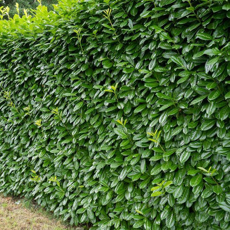 Лавровишня лікарська Novita 3 річна, Лавровишня лекарственная Новита, Prunus laurocerasus Novita, фото 1