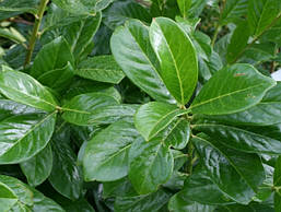 Лавровишня лікарська Novita 3 річна, Лавровишня лекарственная Новита, Prunus laurocerasus Novita, фото 5