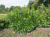 Лавровишня лікарська Novita 3 річна, Лавровишня лекарственная Новита, Prunus laurocerasus Novita, фото 7