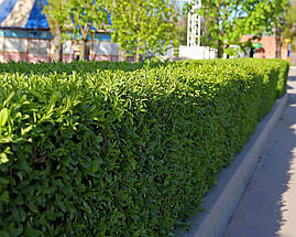 Лавровишня лікарська Novita 3 річна, Лавровишня лекарственная Новита, Prunus laurocerasus Novita, фото 2