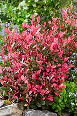 Фотінія Фразера Little Fenna 2 річна, Фотиния Фразера Литл Фенна, Photinia fraseri Little Fenna, фото 5