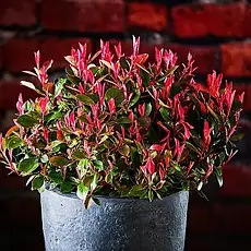 Фотінія Фразера Little Fenna 2 річна, Фотиния Фразера Литл Фенна, Photinia fraseri Little Fenna, фото 3