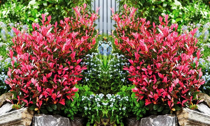 Фотінія Фразера Little Fenna 2 річна, Фотиния Фразера Литл Фенна, Photinia fraseri Little Fenna