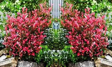 Фотінія Фразера Little Fenna 2 річна, Фотиния Фразера Литл Фенна, Photinia fraseri Little Fenna