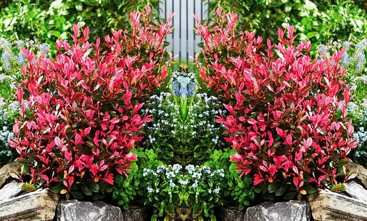 Фотінія Фразера Little Fenna 2 річна, Фотиния Фразера Литл Фенна, Photinia fraseri Little Fenna, фото 1