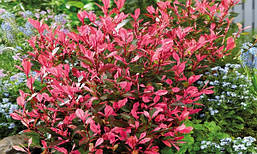 Фотінія Фразера Little Fenna 2 річна, Фотиния Фразера Литл Фенна, Photinia fraseri Little Fenna, фото 4