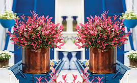 Фотінія Фразера Little Fenna 2 річна, Фотиния Фразера Литл Фенна, Photinia fraseri Little Fenna, фото 2