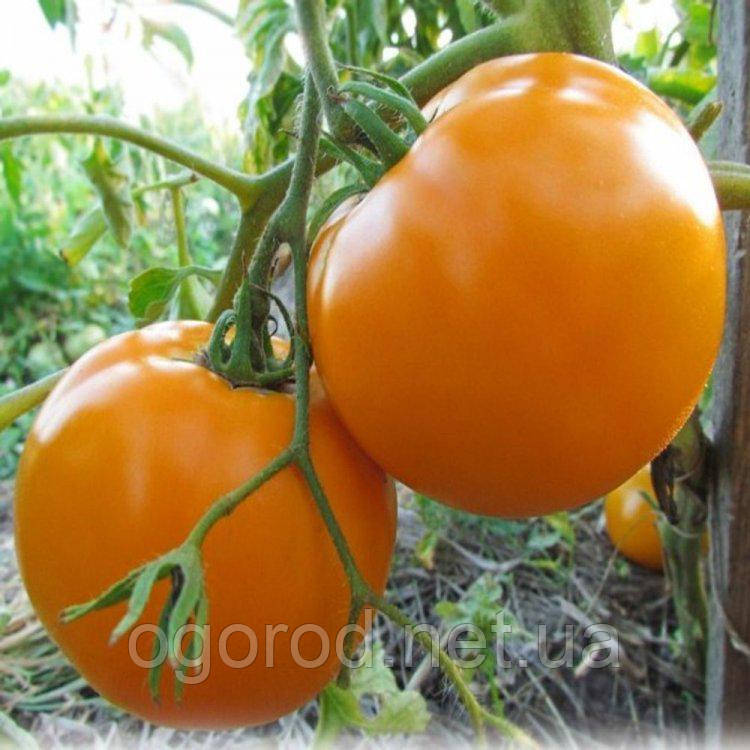 Нуксі(KS 17 F1) 10 шт насіння томату низькорослого Kitano Голландія