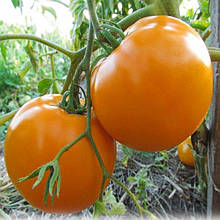 Нуксі(KS 17 F1) 10 шт насіння томату низькорослого Kitano Голландія