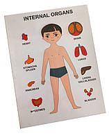 Пазли навчальні "Internal Organs", 22*17*2см, ТМ Стратег, Україна