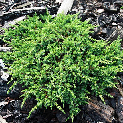 Ялівець Грін Карпет / Штамб / h 60 / Juniperus Green Carpet, фото 3