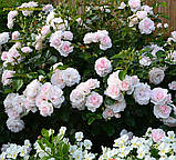 Троянда Aspirin Rose (Аспірін Розе) штамб 90-100, фото 7