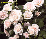 Троянда Aspirin Rose (Аспірін Розе) штамб 90-100, фото 6