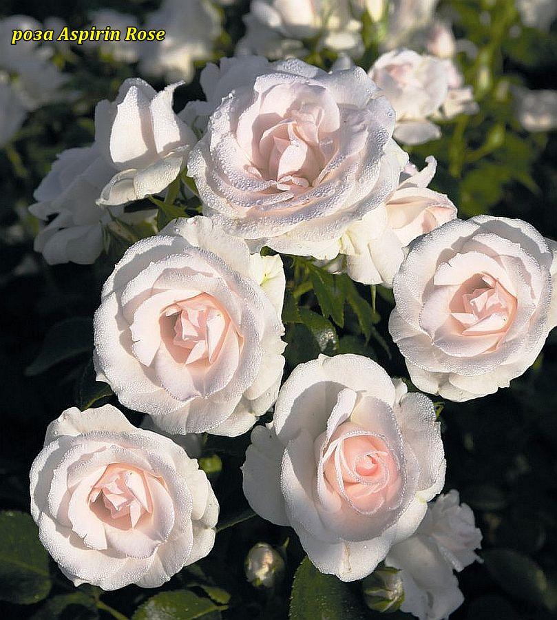 Роза Aspirin Rose (Аспірин Розе), фото 1