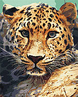Картина по номерам Портрет леопарда 40х50 см, Brushme