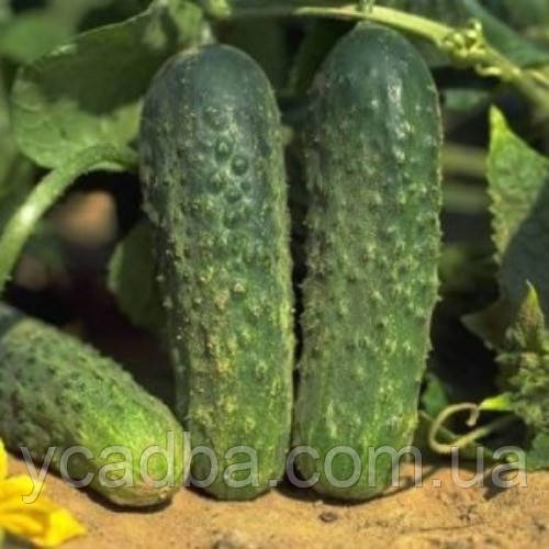 Насіння Огірка Веселі метелики (0.5г), фото 1