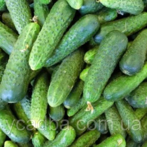 Насіння Огірка Закуска (0.5г)