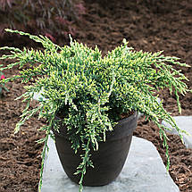 Ялівець Холгер / С1,5 / Juniperus squamata Holger, фото 3