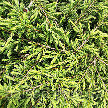 Ялівець звичайний Репанда / Juniperus Repanda, фото 4