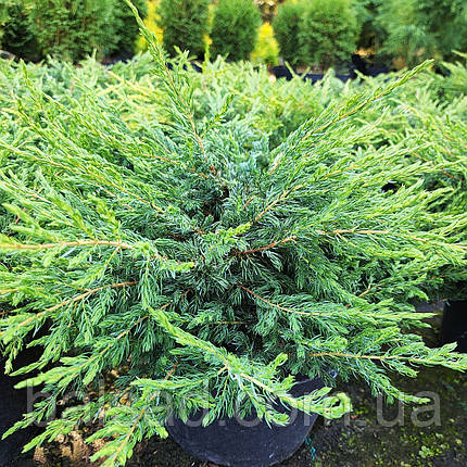 Ялівець звичайний Репанда / Juniperus Repanda, фото 1