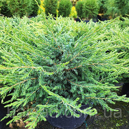 Ялівець звичайний Репанда / Juniperus Repanda, фото 2