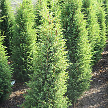 Ялівець звичайний Хіберніка / Juniperus Hibernica, фото 2