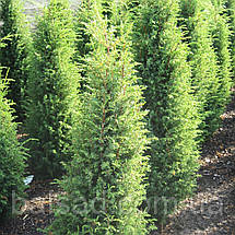 Ялівець звичайний Хіберніка / Juniperus Hibernica, фото 5