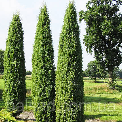 Ялівець звичайний Хіберніка / Juniperus Hibernica, фото 1
