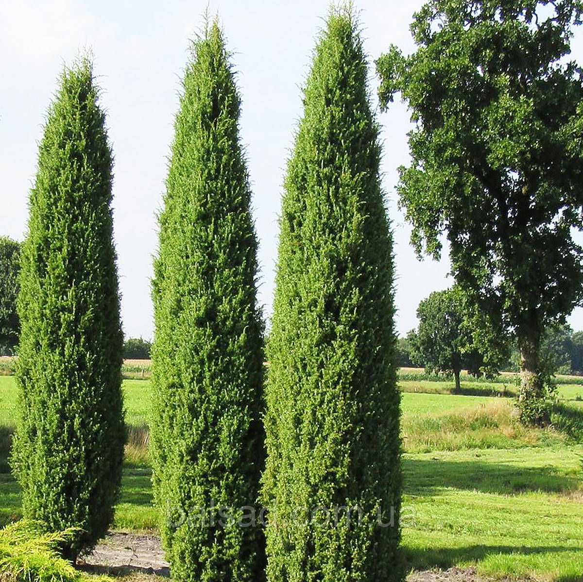Ялівець звичайний Хіберніка / Juniperus Hibernica
