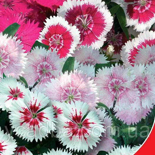 Насіння Гвоздики Китайська лялька мікс (0.25г), фото 1