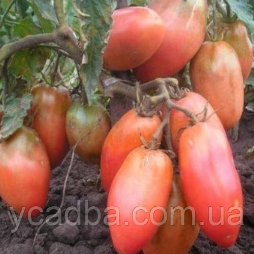 Насіння Томата Балеріна (0.15г), фото 1