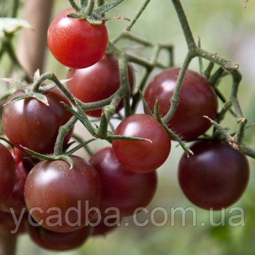 Насіння Томата Блек Черрі (0.1г), фото 1