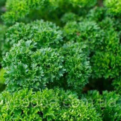 Насіння Петрушки Парамоунт кучерява (3г), фото 1
