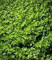 Базилік - насіння