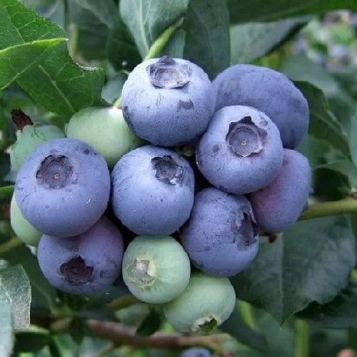 Саджанці лохини Дюк (3.5 роки, контейнер 3л)